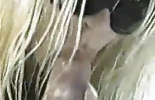 XXX Mädchen mit langen Beinen pornos reif voreinander, Toilette streicheln